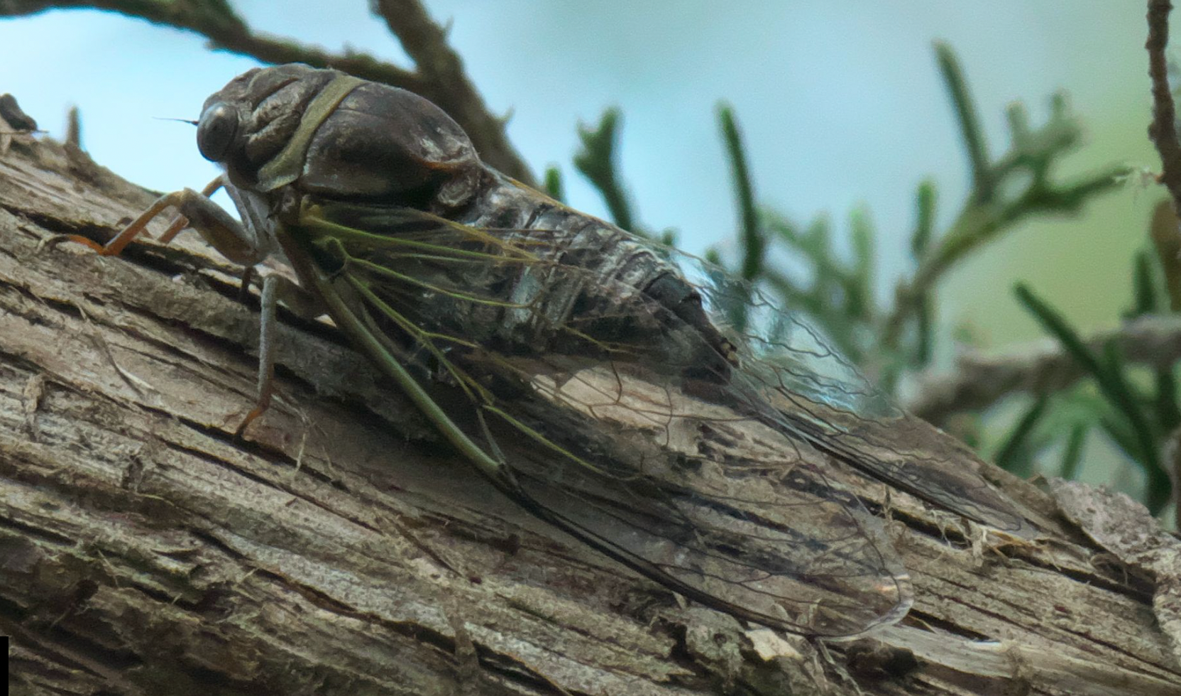 cicada, tonggeret, kawanan, kejadian luar biasa, Amerika