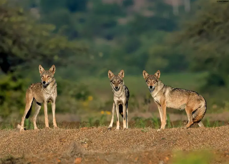 Três lobos