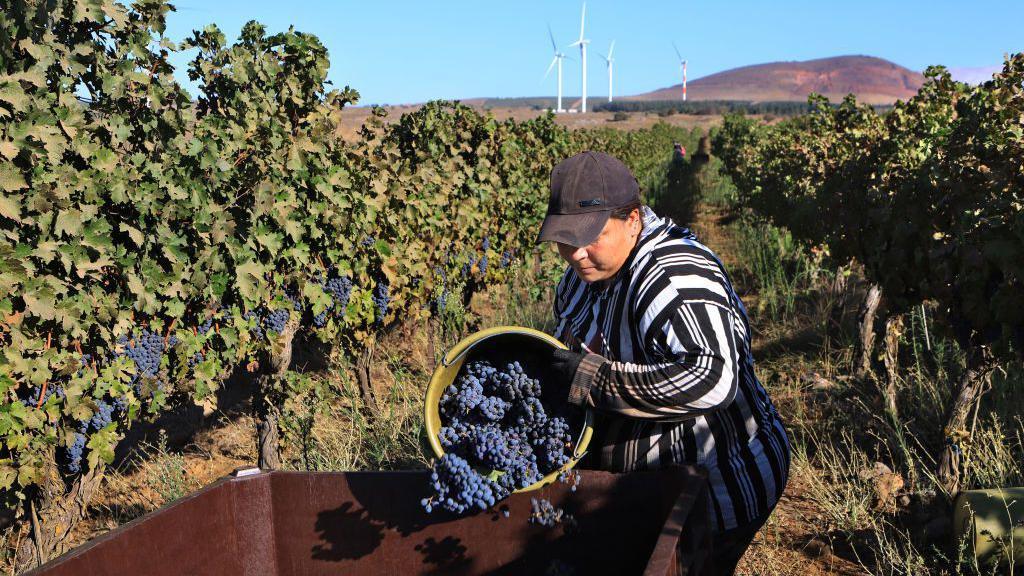 Uma mulher árabe israelense colhe uvas nos vinhedos das Colinas de Golã