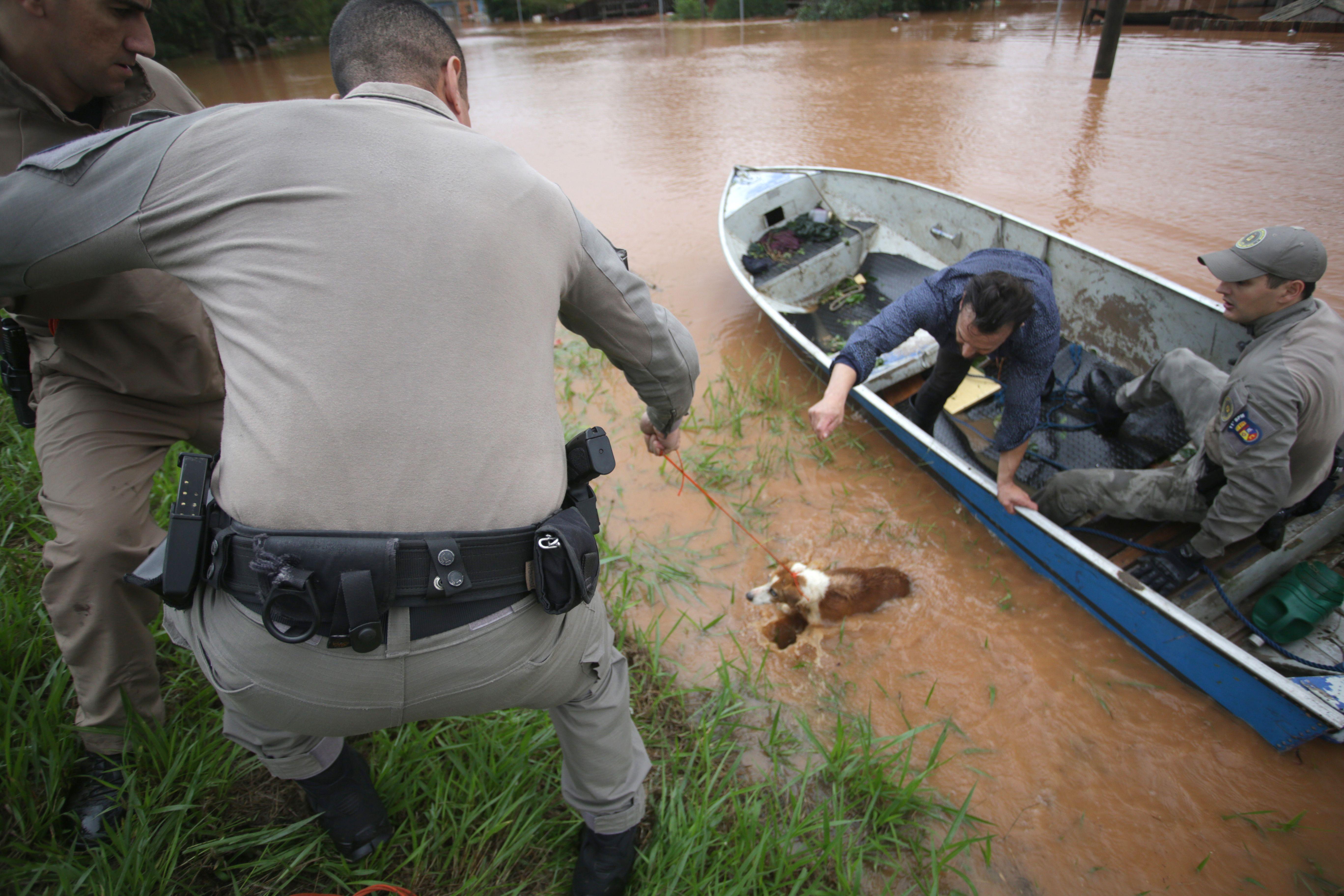 Cachorro sendo resgatado da enchente