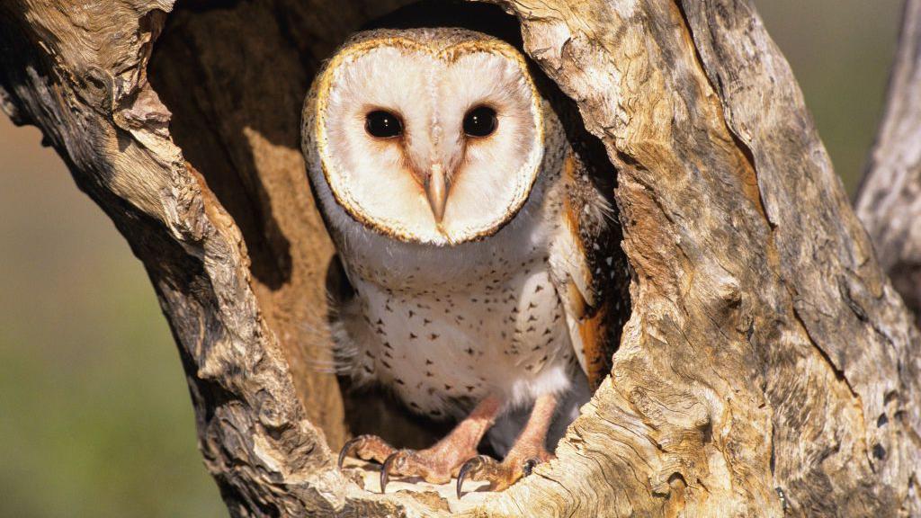 burung hantu, tyto alba