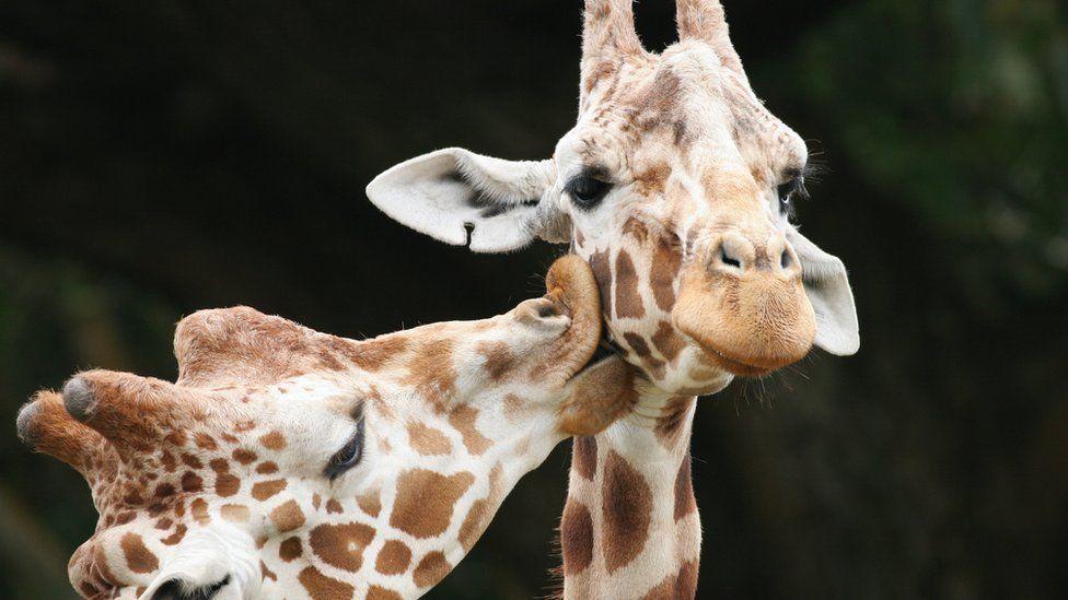 Giraffes kissing