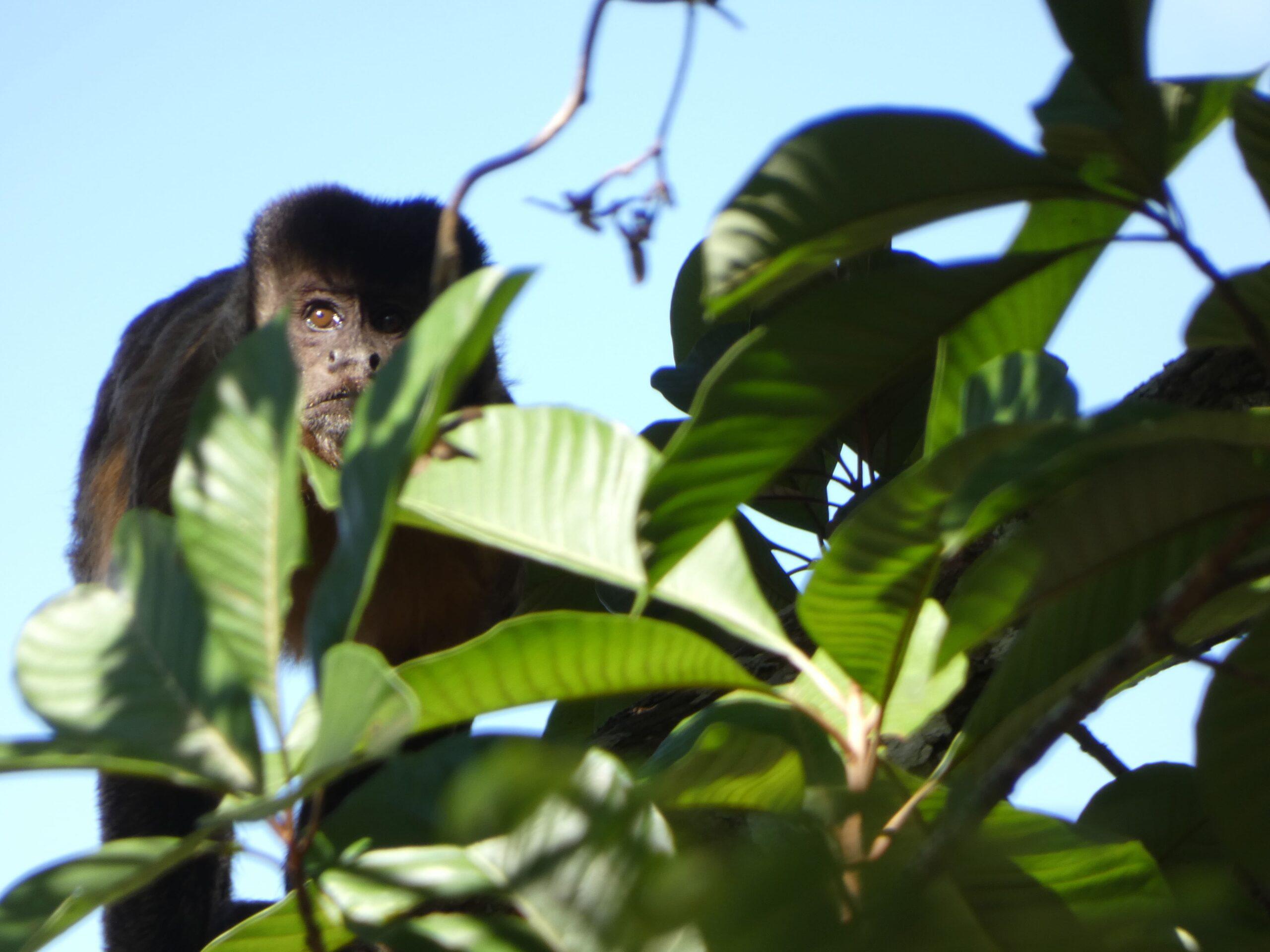 Macaco-prego no Parque Nacional do Ubajara, no Ceará