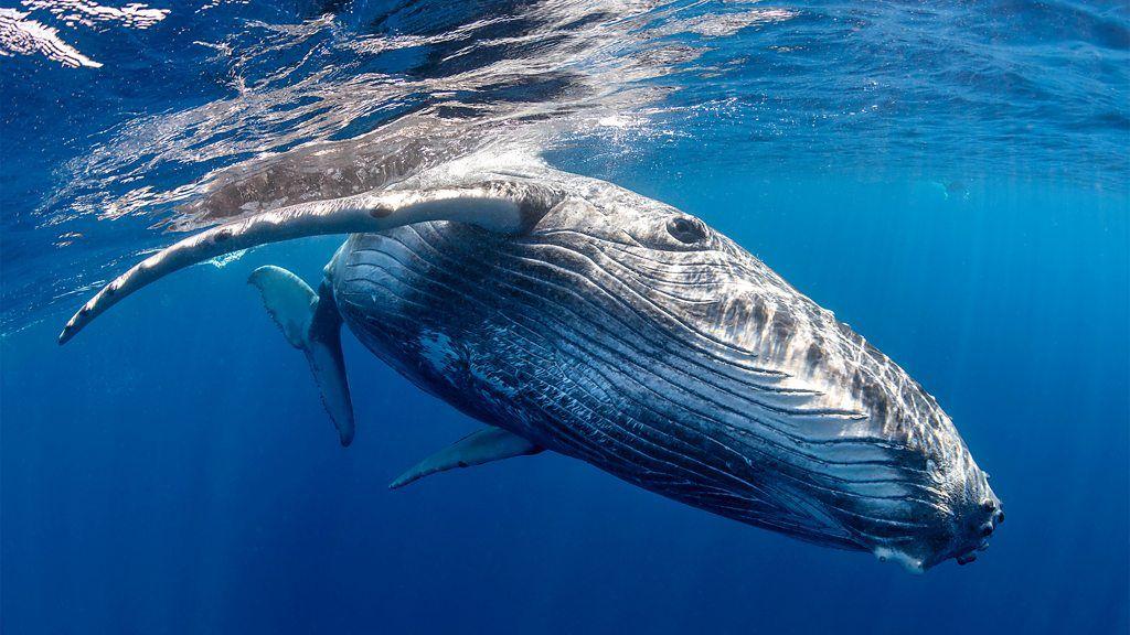 Baleia nadando em oceano