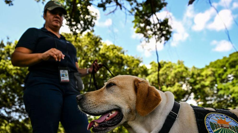 Sejumlah anjing pelacak dan sedikitnya 30 petugas di Florida dikerahkan di berbagai taman untuk mendeteksi sekaligus menghancurkan bekicot tersebut.