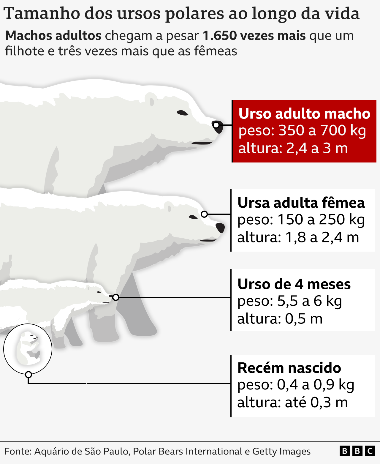 Gráfico mostra peso e tamanho de ursos polares