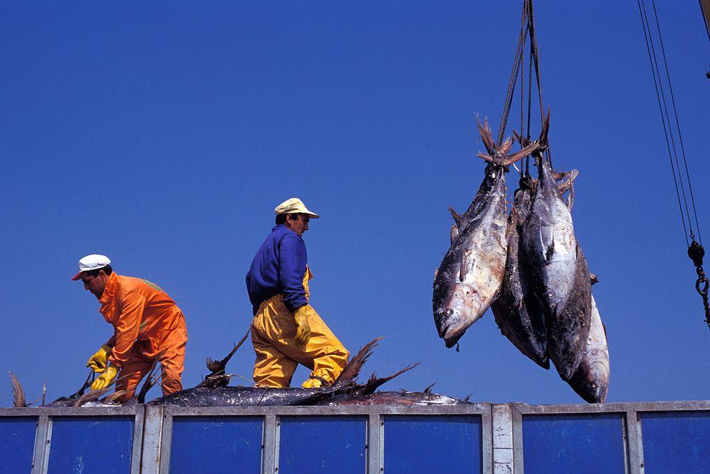 Ikan tuna yang dibekukan diturunkan dari kapal di Galicia, Spanyol 