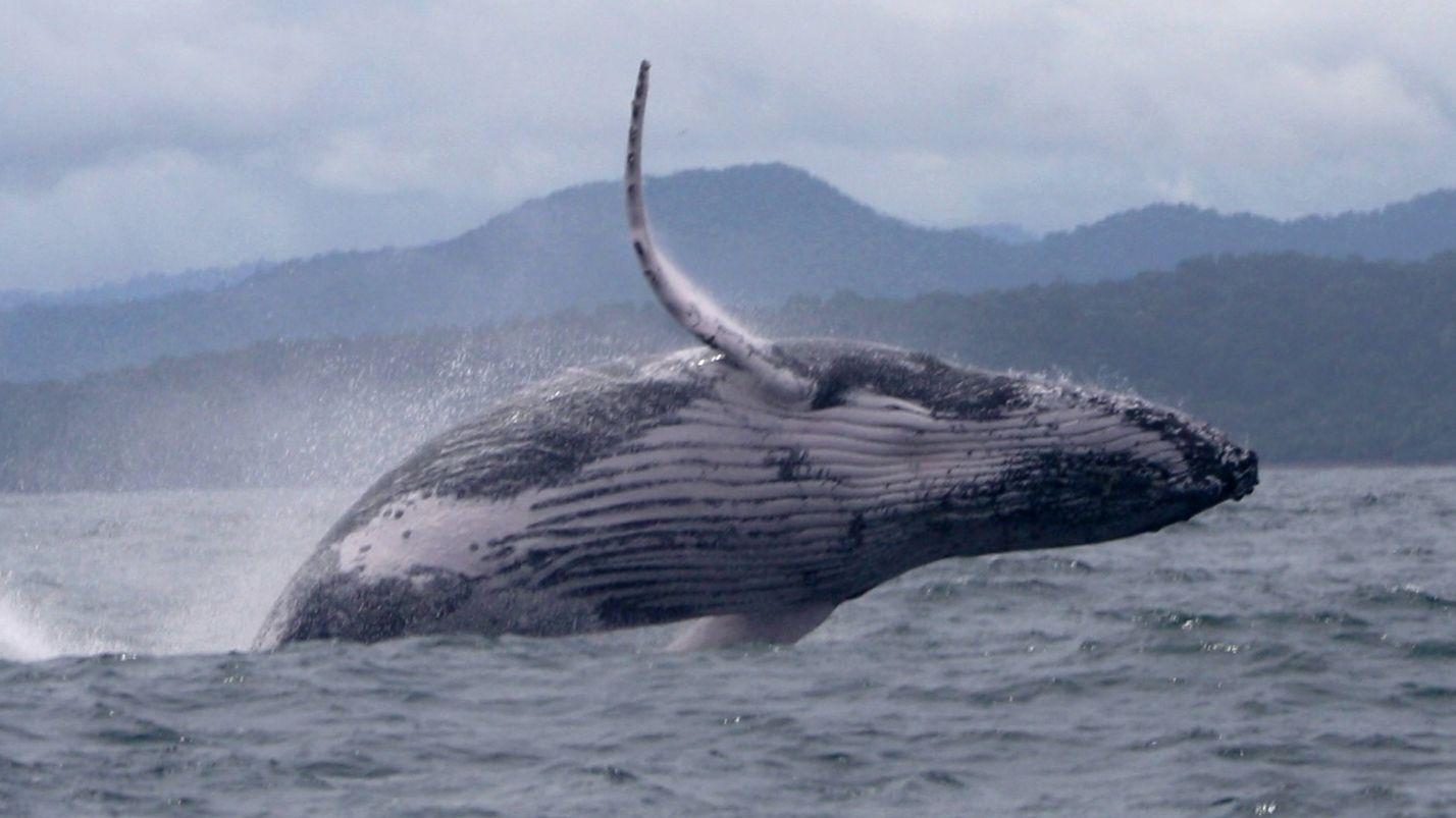 Whale makes epic migration, astonishing scientists 