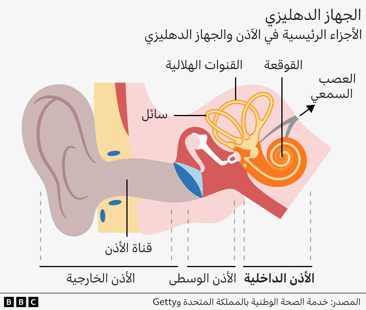 رسم توضيحي للأذن الداخلية