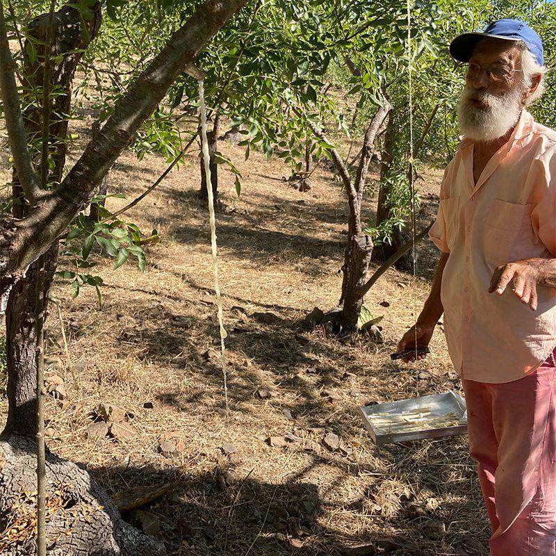 Homem idoso observa seiva de man&aacute; pingando de uma &aacute;rvore