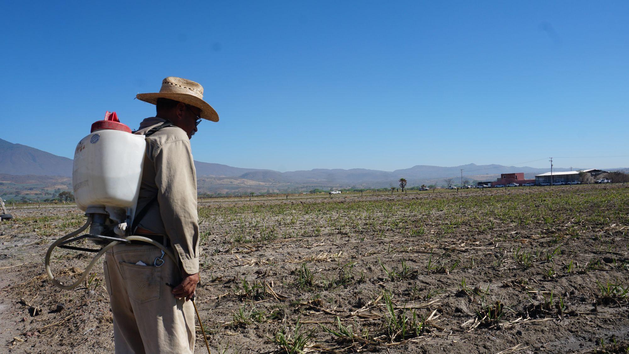 Un campesino en su labrado 