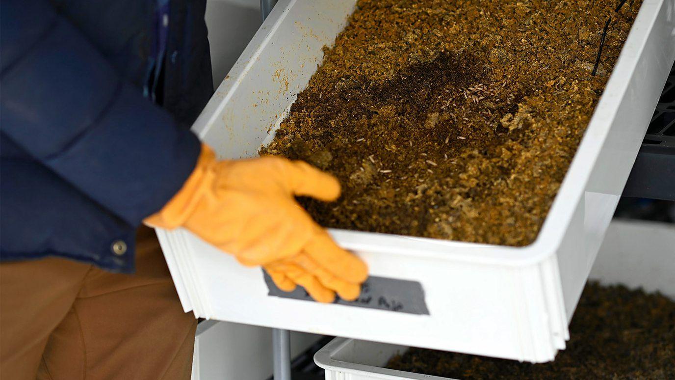 Homem segura caixa com larvas da moscas-soldados-negros