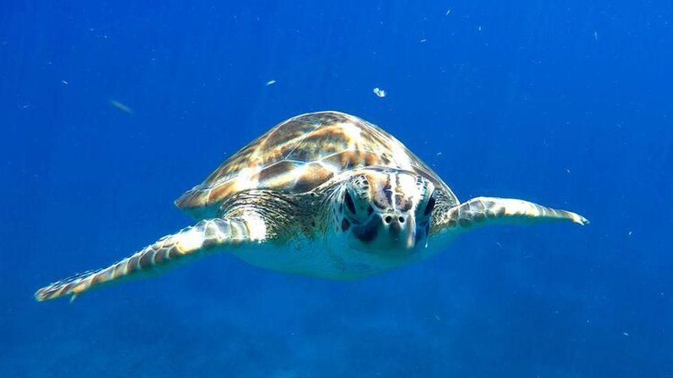 Una tortuga nadando bajo el agua.