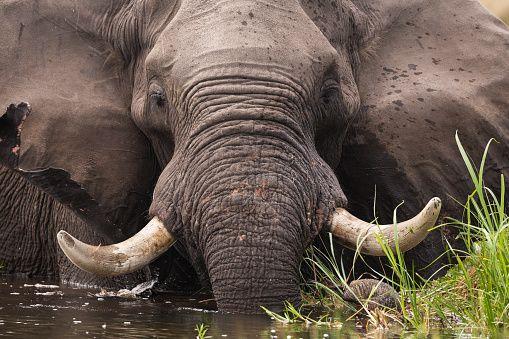 elephant
