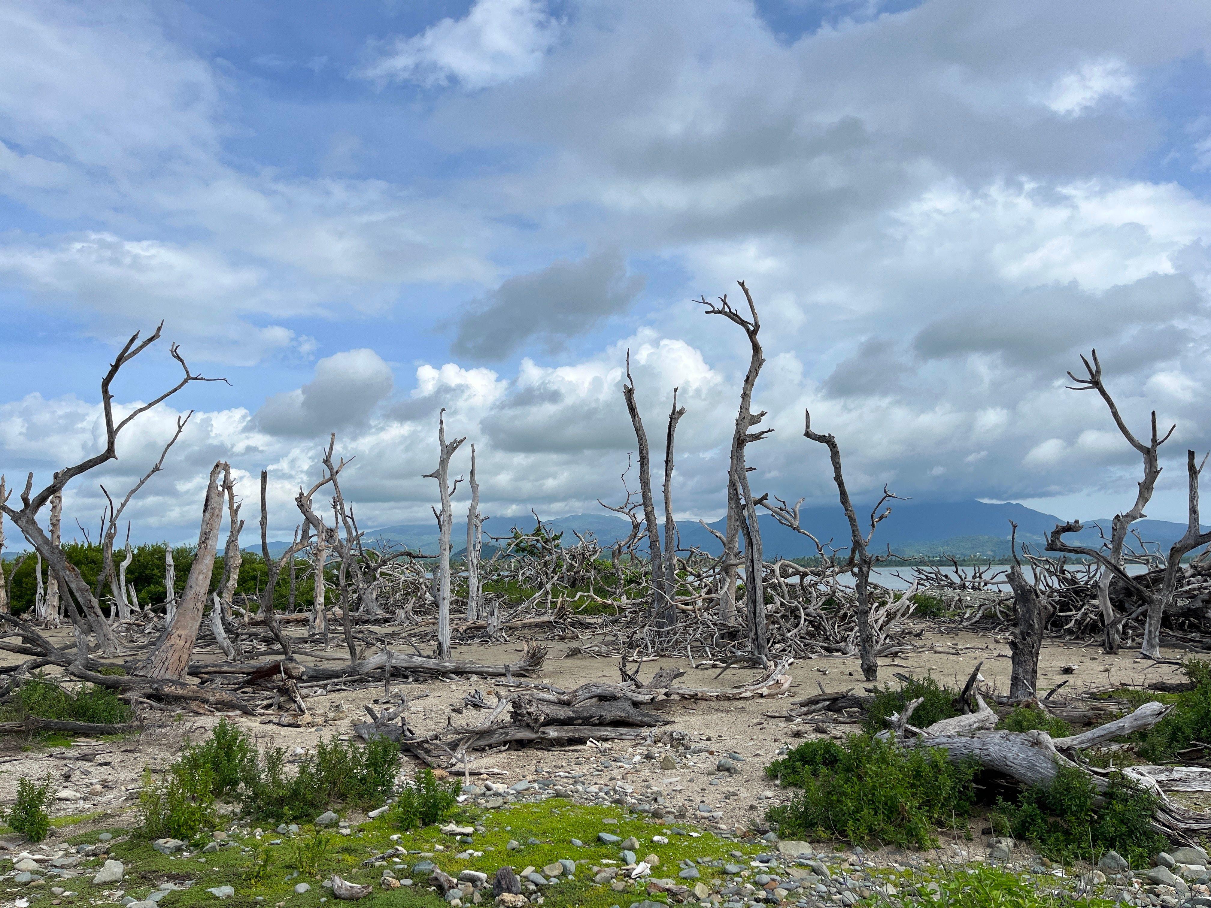 Imagen de árboles sin hojas en Cayo Santiago 