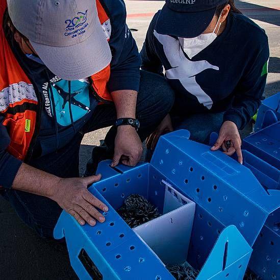 Científicos con cajas que contienen pollitos