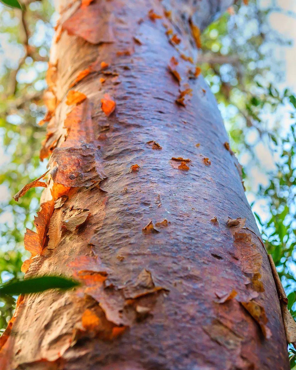 Tronco da árvore Jiote (Bursera simaruba) 