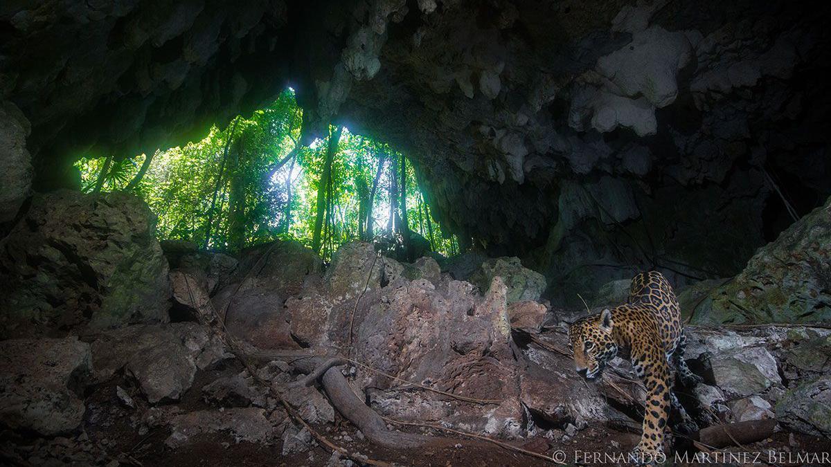 Jaguar en la selva