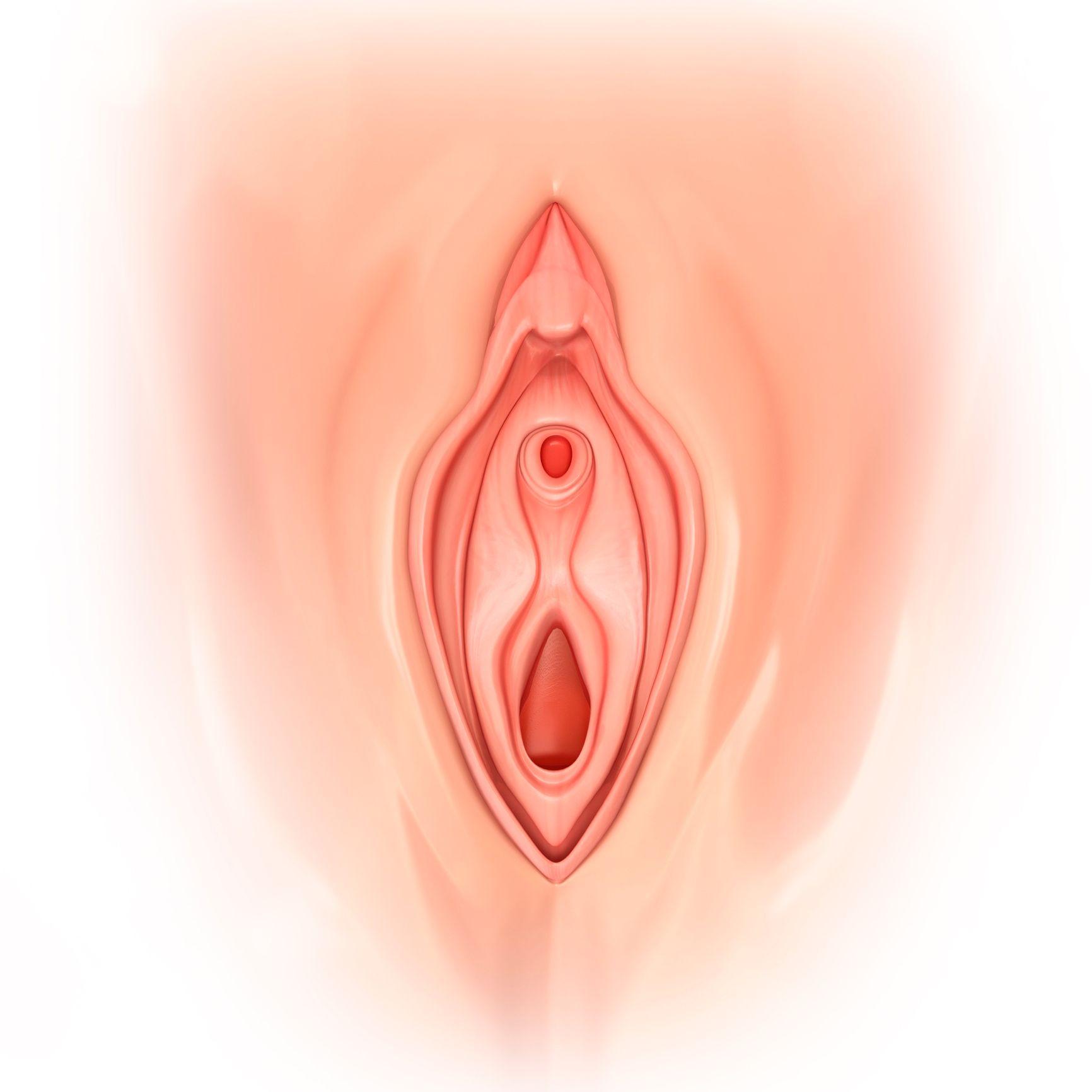 Ilustración de una vulva. 