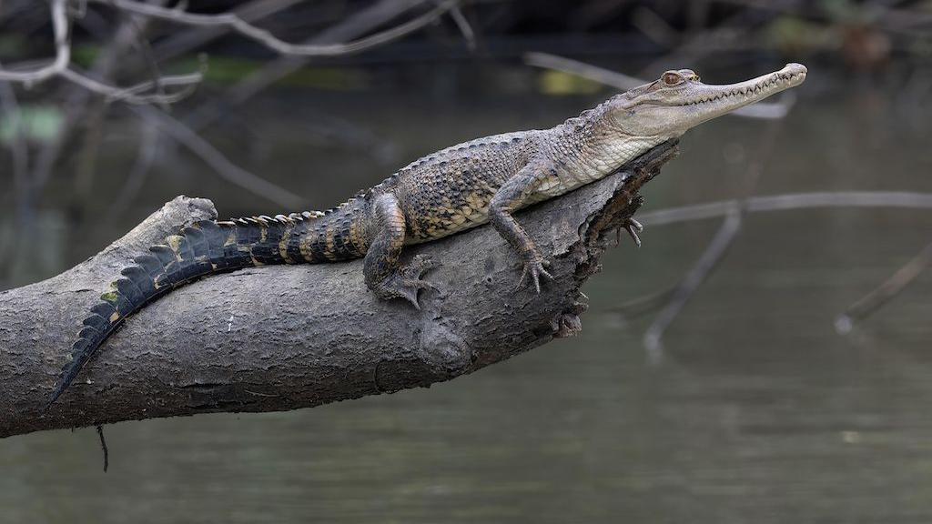 Centralnoafrički krokodil