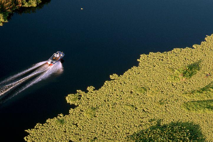 Vista aérea del lago Okeechobee en Florida (EE.UU.) y las algas que flotan sobre sus aguas