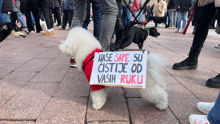 Pudlica sa natpisom naše šape su čistije od vaših ruku