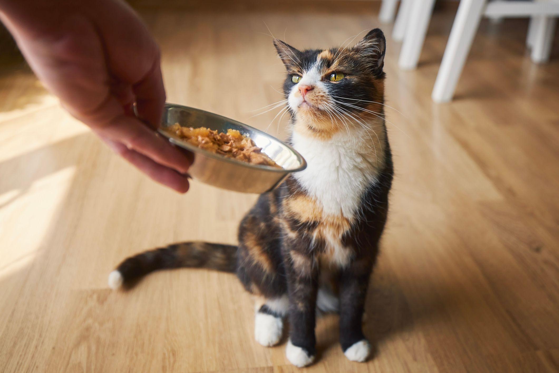 Gato faz caretas para tigela de comida 