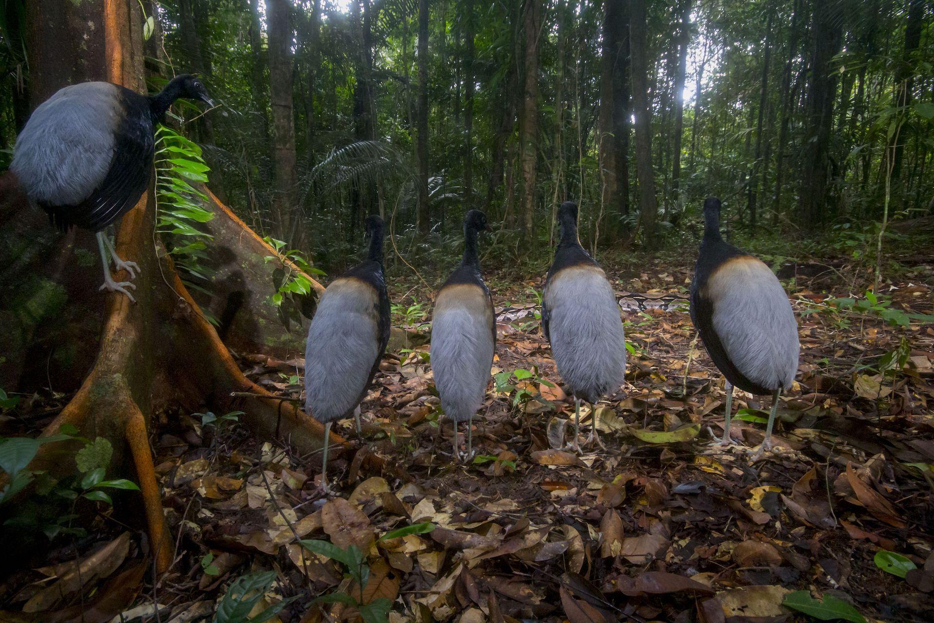 Varias trompetistas de alas grises observando una boa deslizarse por el bosque