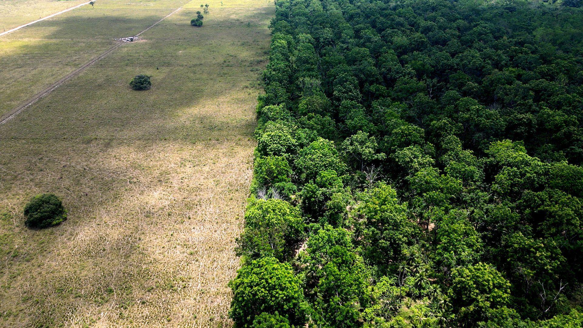 Linha separa pastagem degradada de agrofloresta