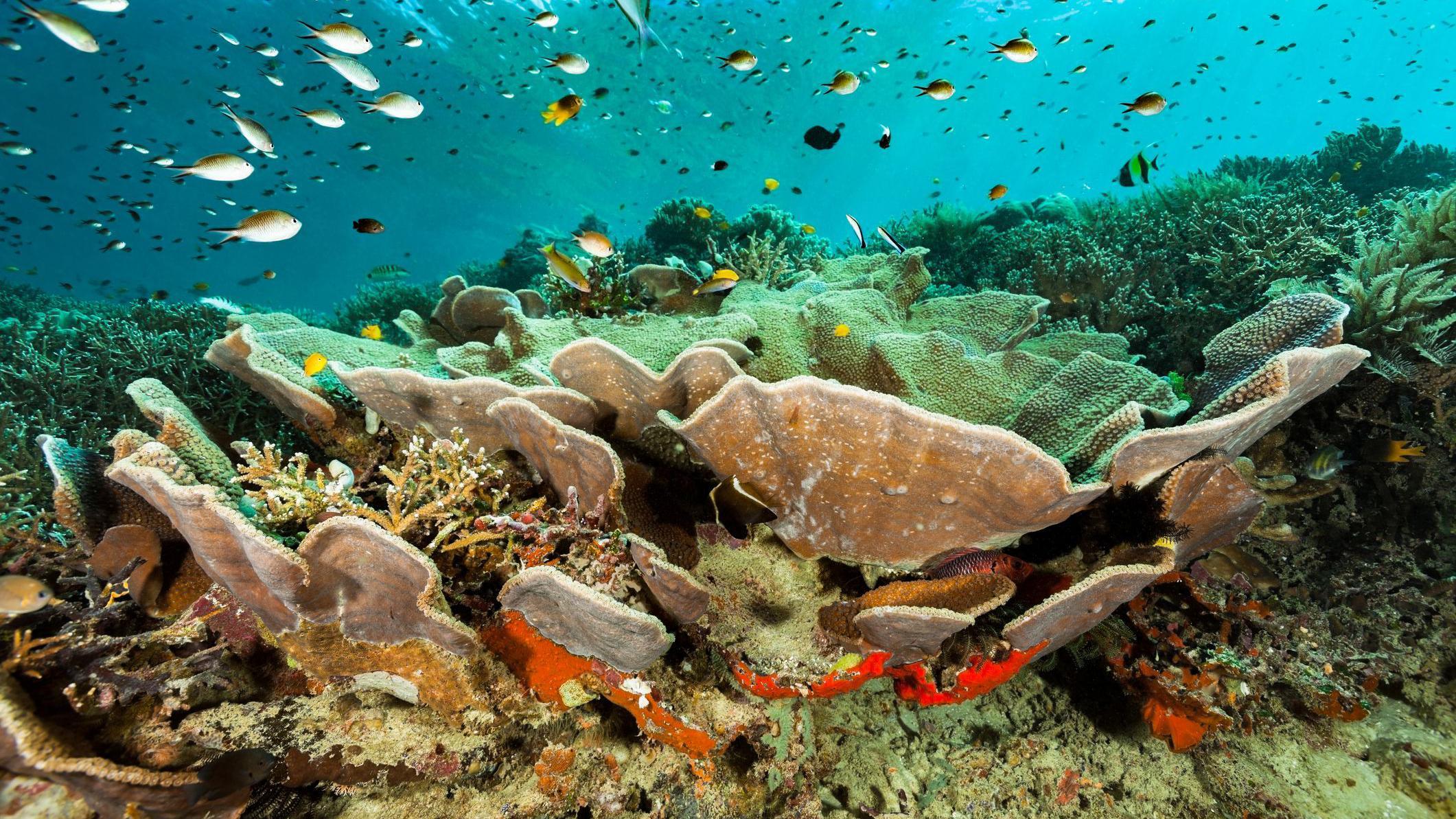 Peixes, crustáceos e algas perto de corais