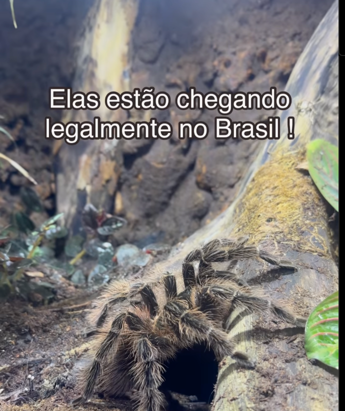 Imagem de um post de rede social com um aranha no centro e o título 