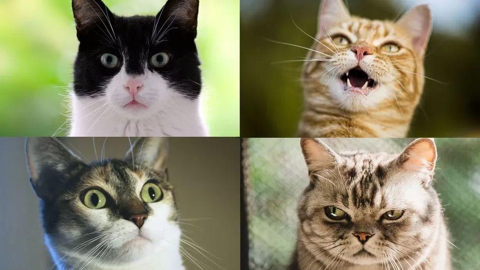 quatro gatos com diferentes expressões