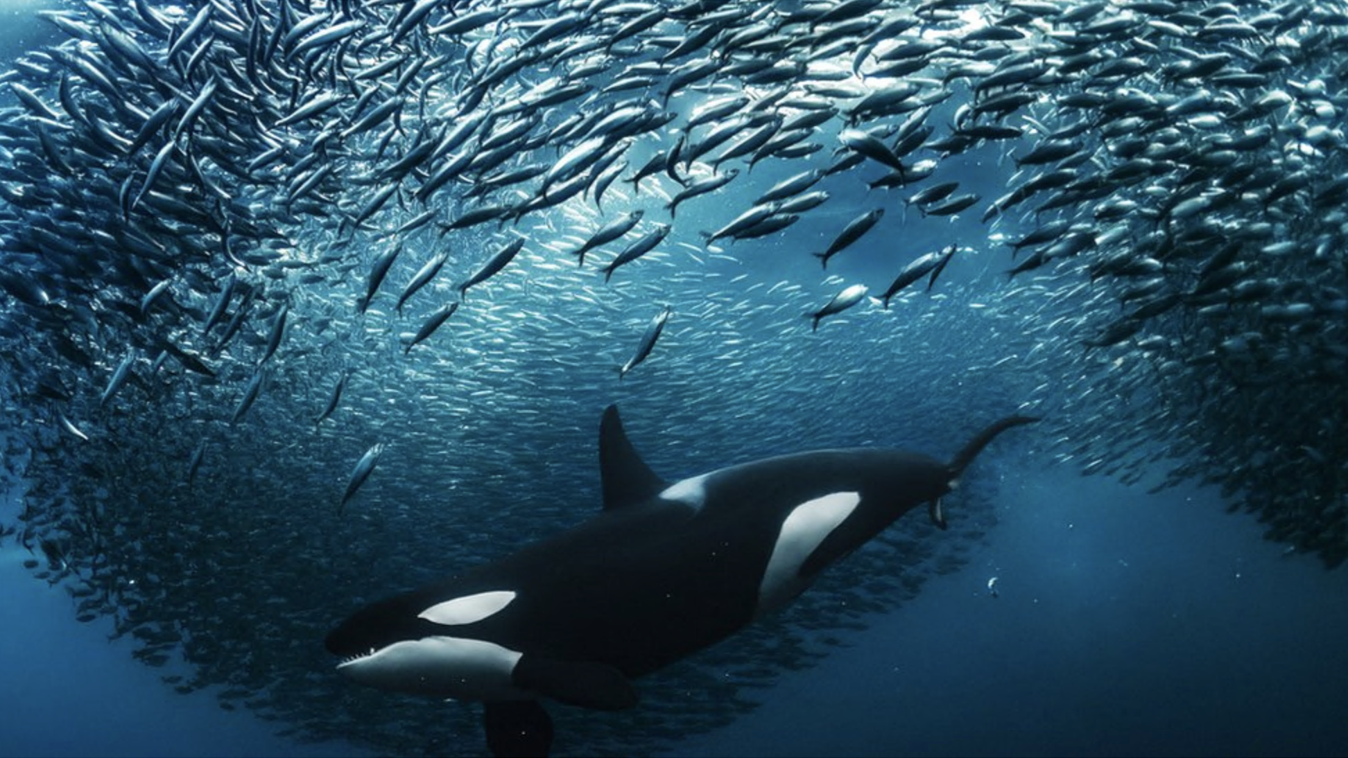 Na Noruega, uma orca fêmea divide um cardume de arenques enquanto mergulha para pegar um deles