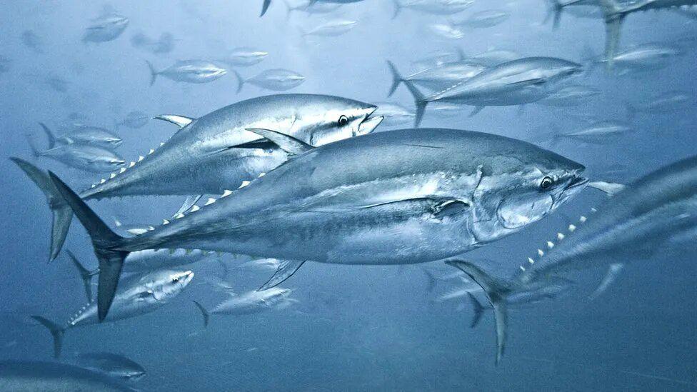 أسماك التونة