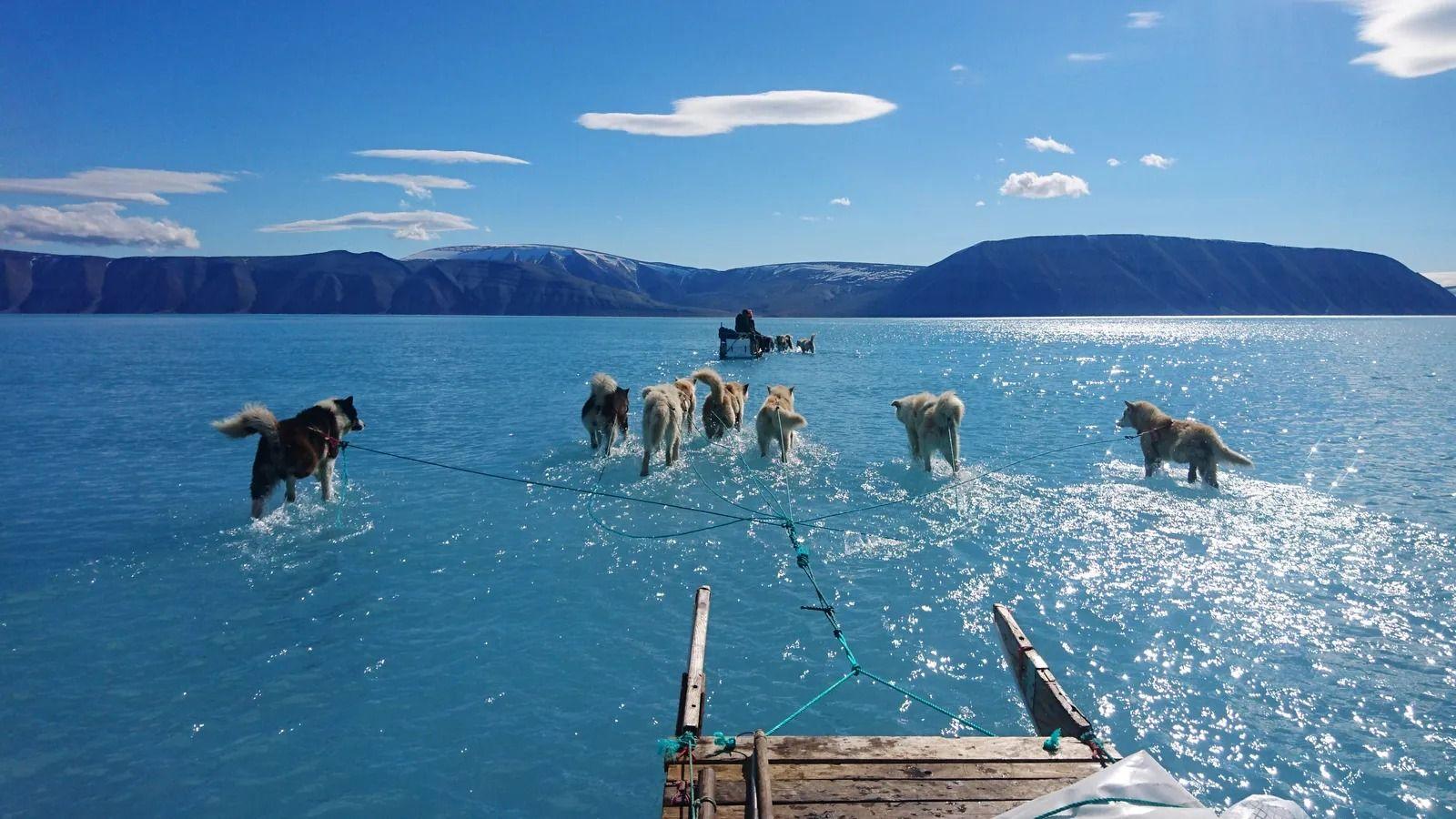 Huskies corriendo sobre el agua en Groenlandia.