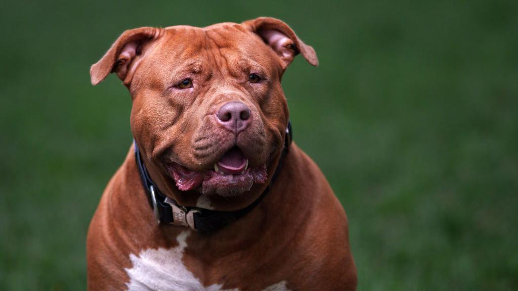 Un perro American bully XL color marrón con su barriga color blanco. Lleva un collar negro. 