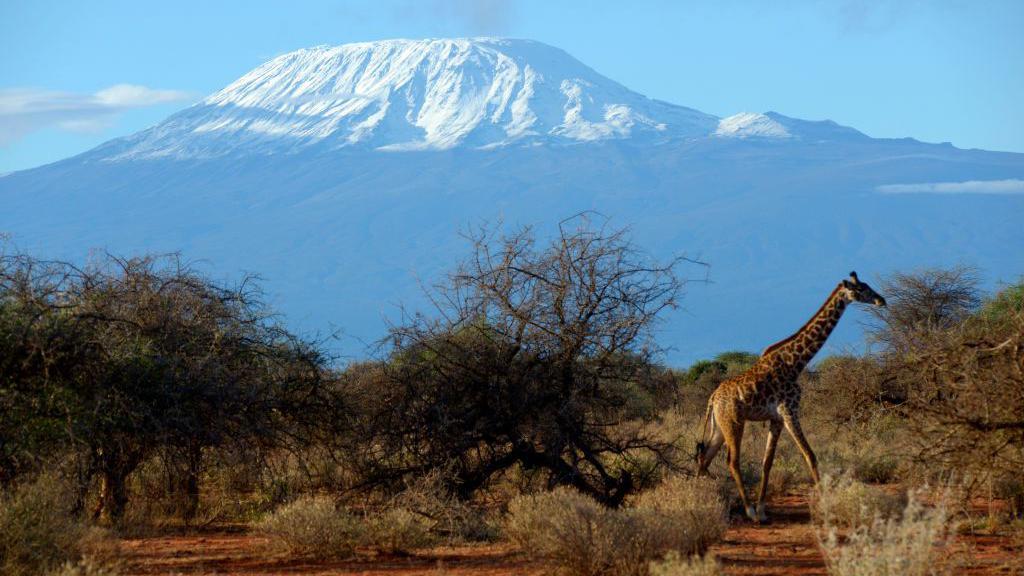 La sabana con una jirafa y el Monte Kilimanjaro al fondo con sus cumbres nevadas