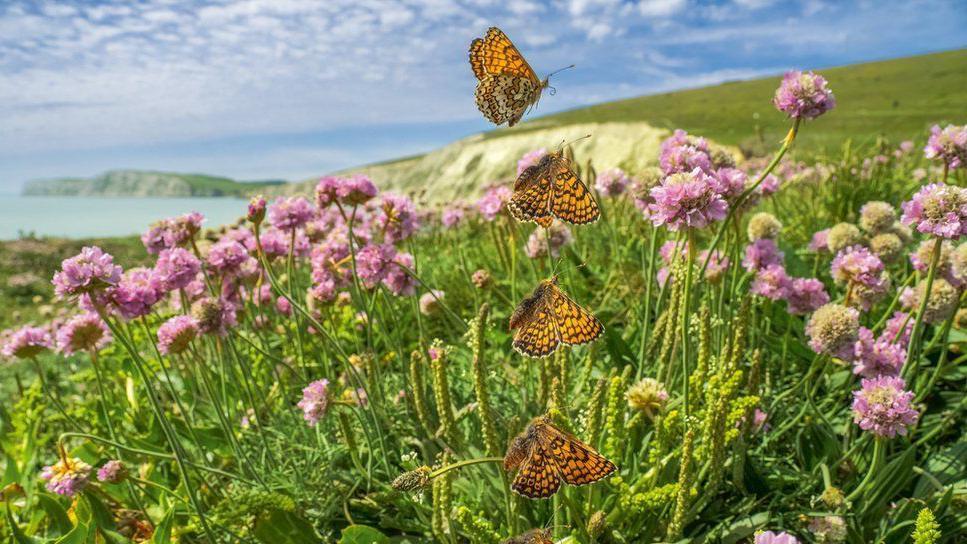 Secuencia fotográfica de una mariposa doncella punteada. 
