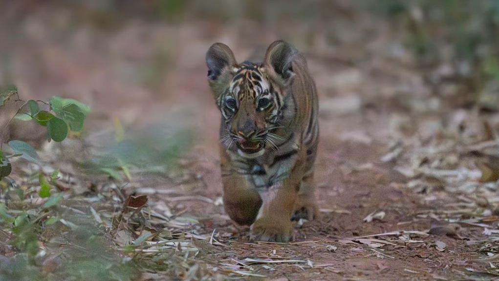 A very young tiger cub walking in the forest 