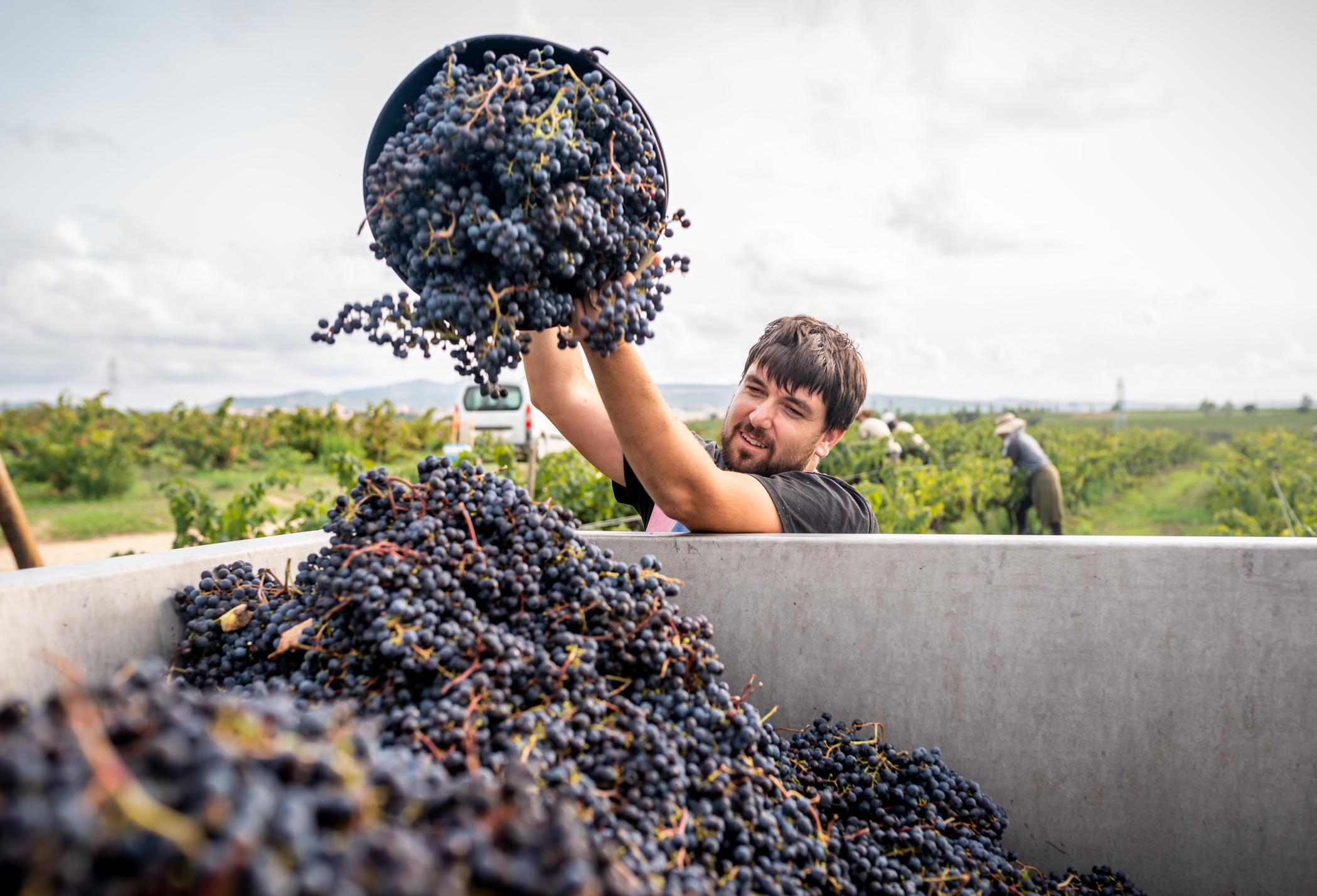 Homem trabalhando com uvas