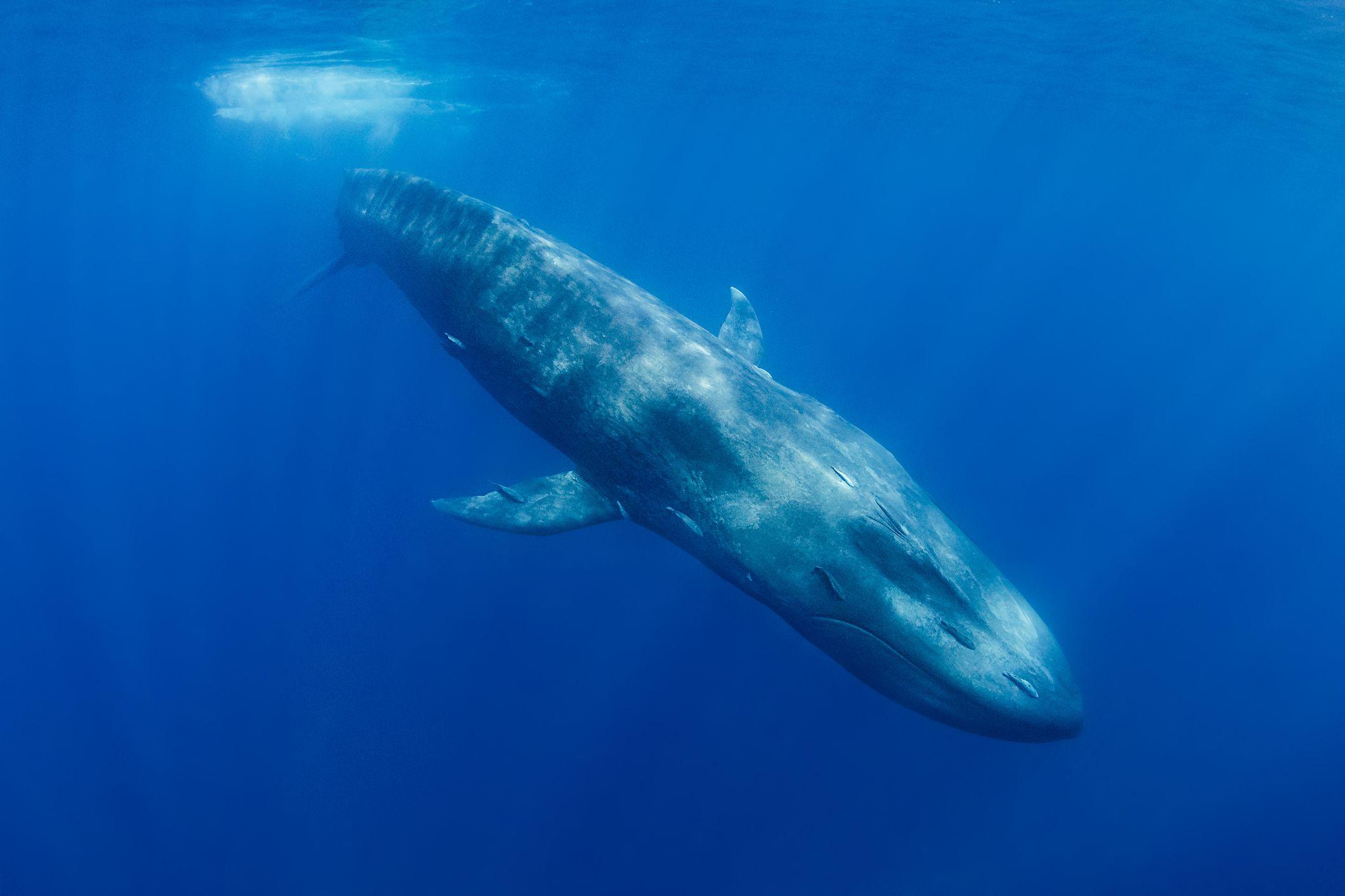 ballena azul.