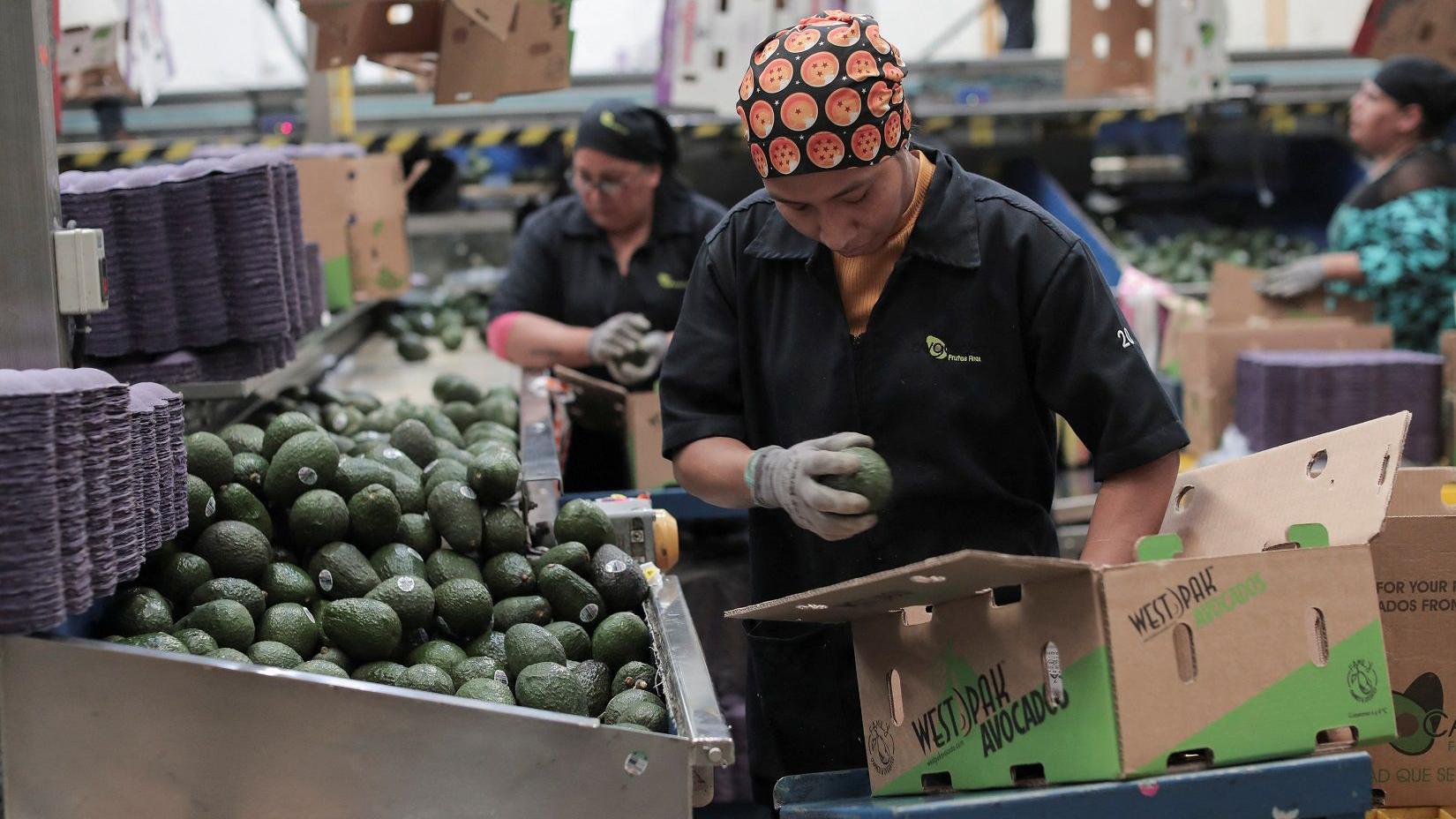 Imagem mostra avocados sendo encaixotados em Periban, no México, para serem exportados para os EUA