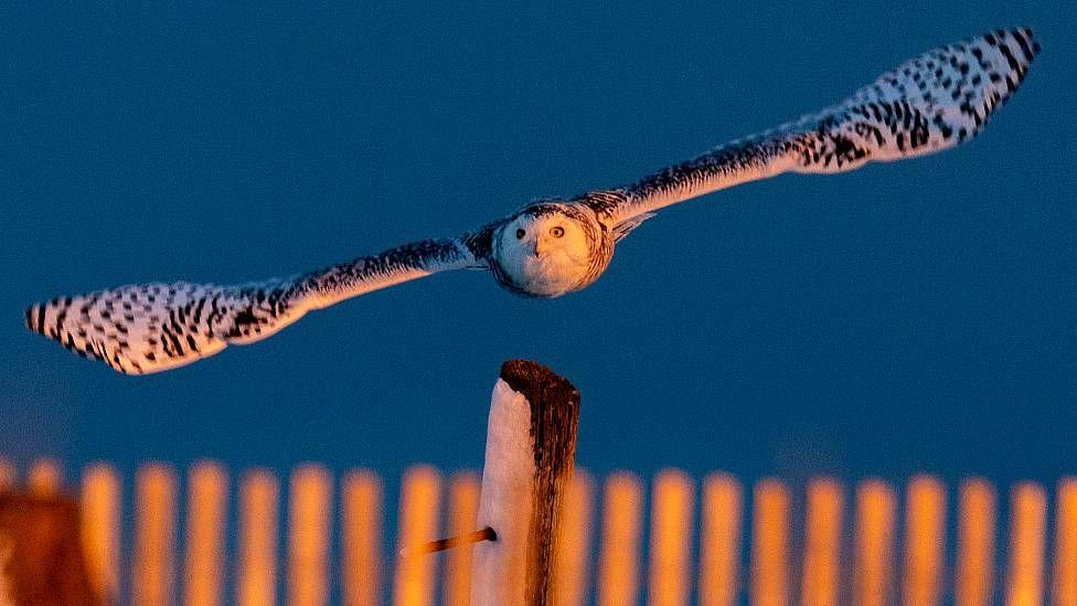 Búho de las nieves volando con las alas extendidas