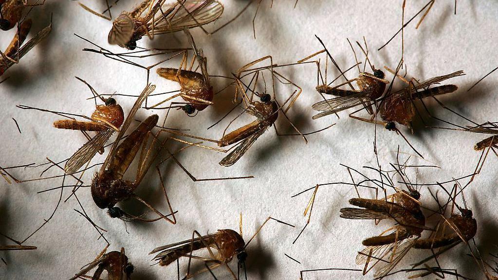 Sampel nyamuk yang kemungkinan membawa Virus West Nile terlihat di kantor Departemen Kesehatan Lingkungan Riverside County pada 26 April 2007 di Hemet, California.