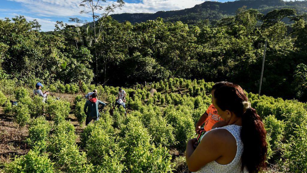 Mujer observa una labor de recuperación de cadáveres en una plantación de coca en Catatumbo.