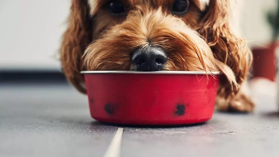 Cachorro comendo