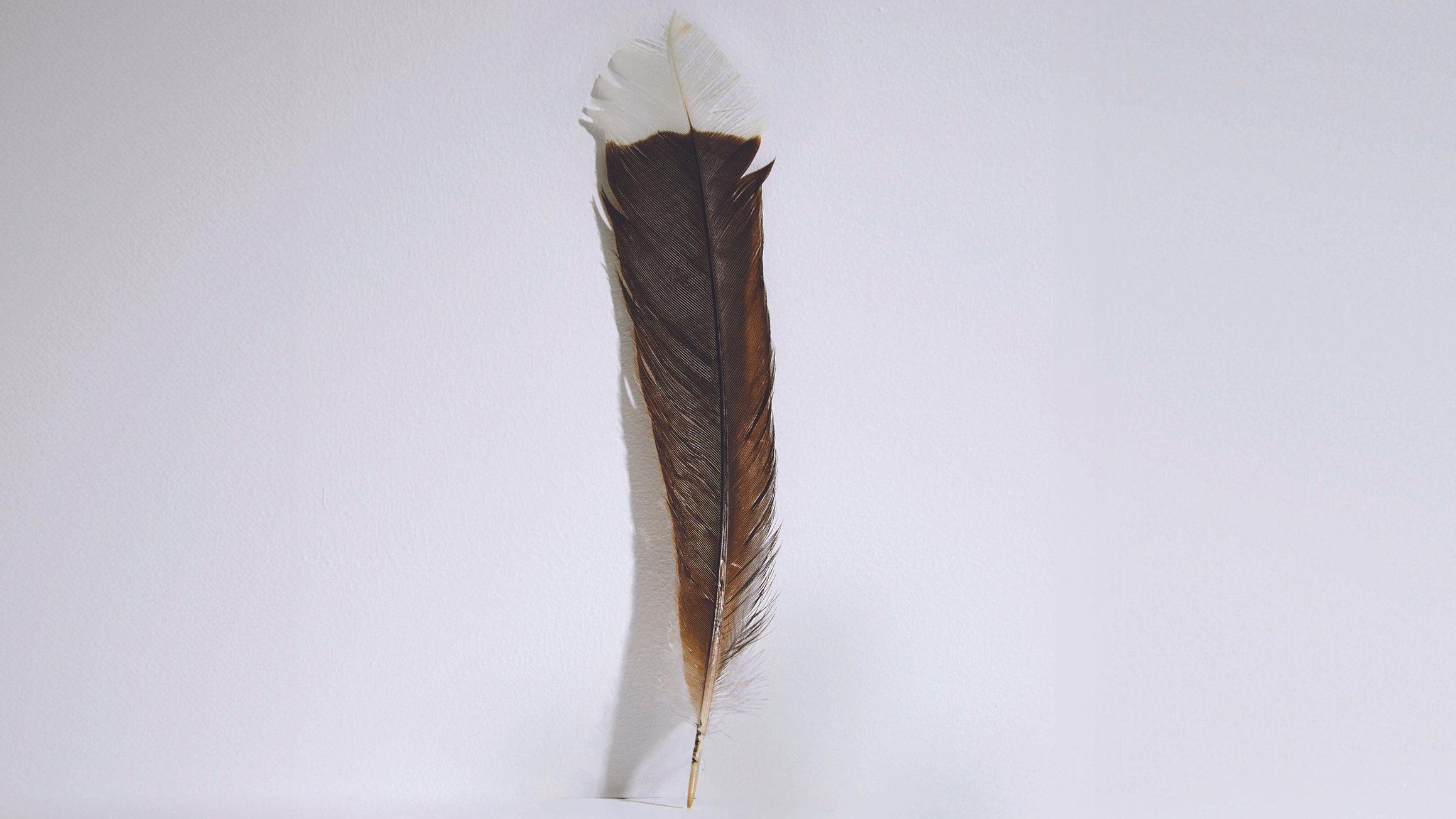 Worlds most expensive feather sold at auction