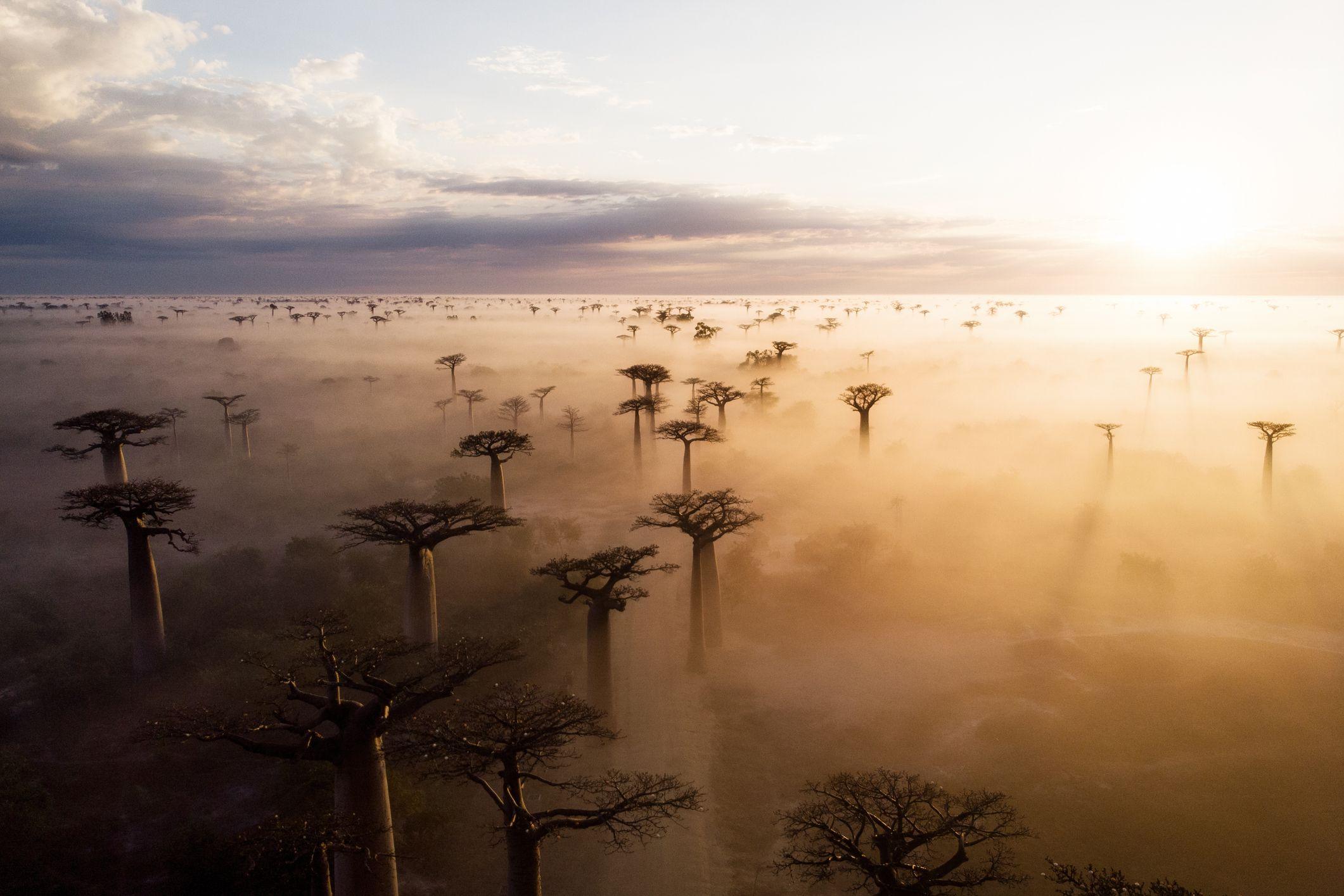 Un grupo de árboles baobab en la neblina.