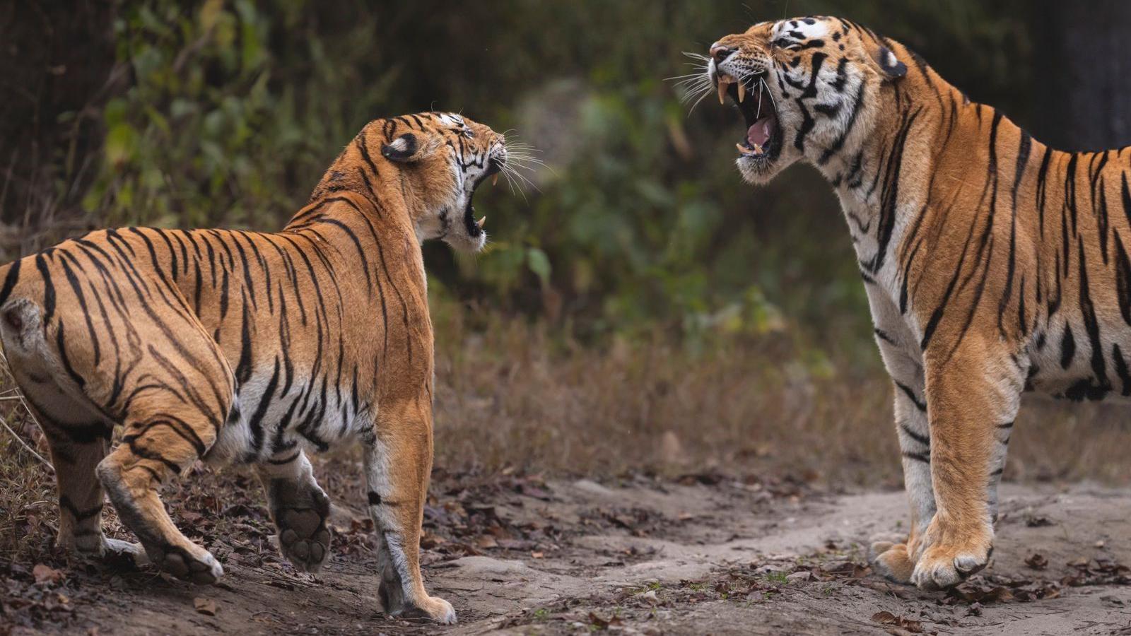 A female tiger and male tiger aggressively snarling at each other 