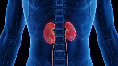 Graphic showing the kidneys highlighted in the human body